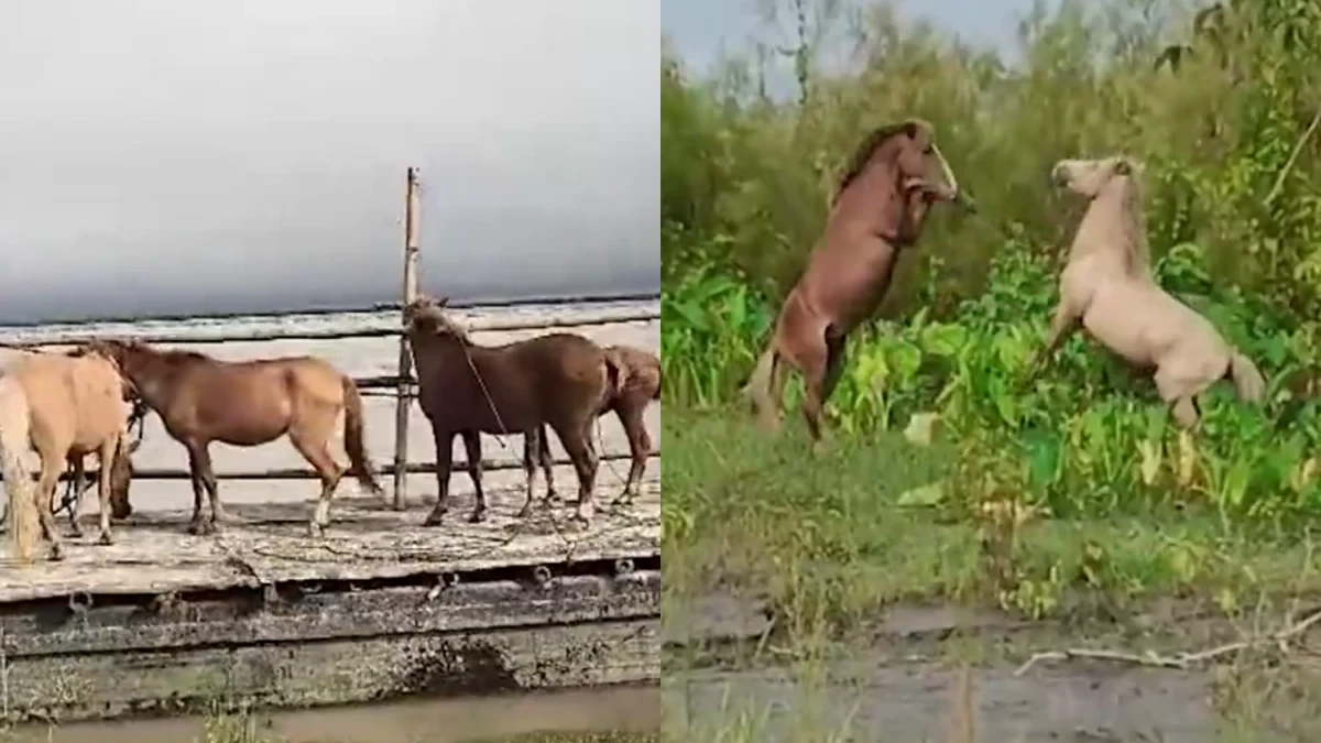 বানপানীৰ ফলত ডিব্ৰুগড় চহৰত বন্য ঘোঁৰা, বন বিভাগৰ দ্বাৰা স্থানান্তৰ শিশু চাপৰিলৈ