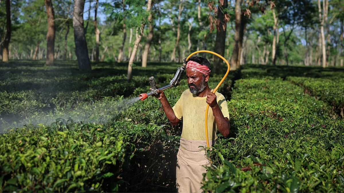 Assam's Chota Tingrai Estate Brews India's First Commercial Matcha