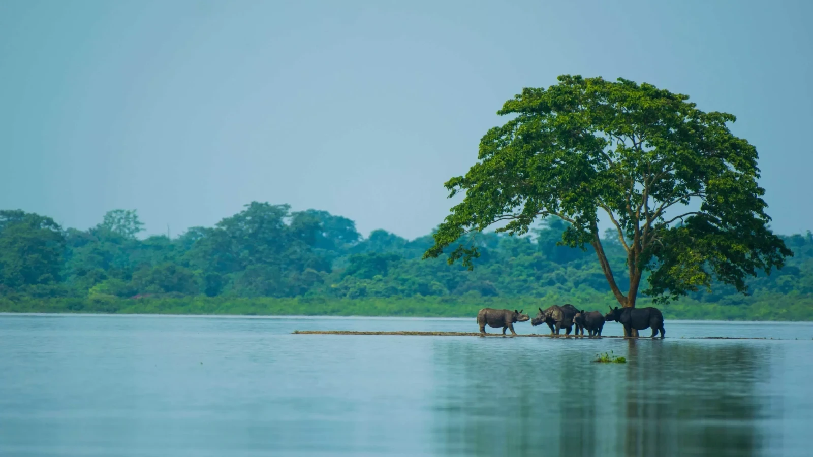 Kaziranga National Park Largely Unaffected by Floods, Clarify Officials