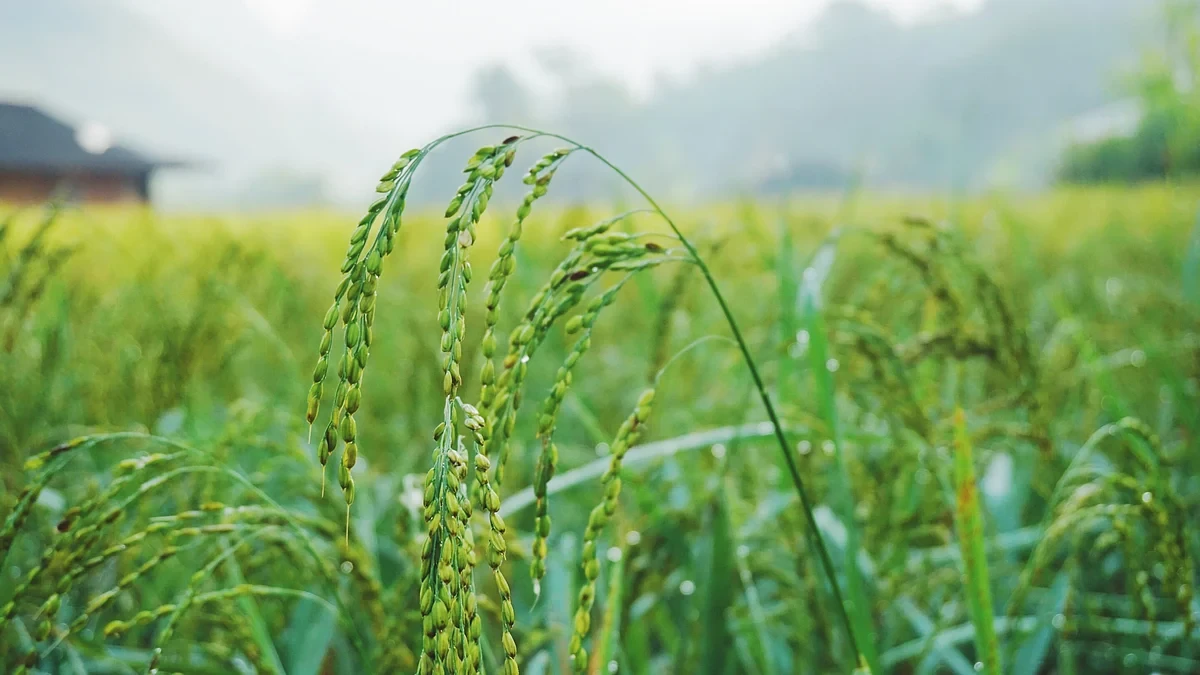 Biswanath Farmers Adopt Modern Methods for Sali Paddy Cultivation