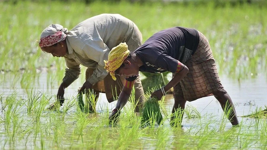 Assam's Agricultural Land Shrinks by Over 42,000 Hectares in a Decade