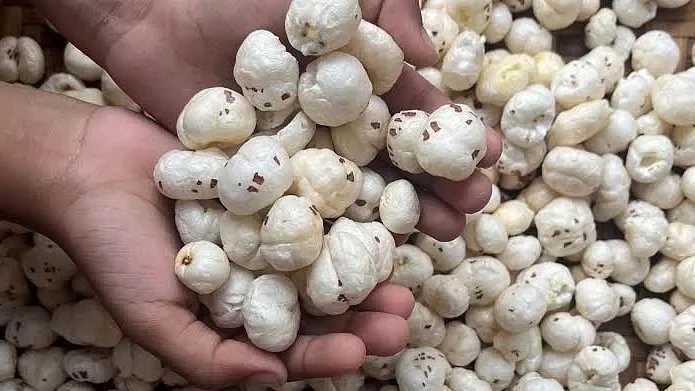 Assam Eyes Economic Boost with Major Makhana Cultivation Drive