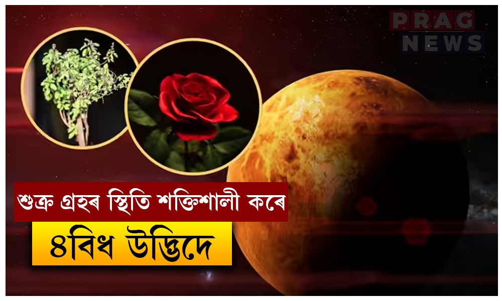 শুক্ৰ গ্ৰহৰ স্থিতি শক্তিশালী কৰিব এই ৪ জোপা উদ্ভিদে; সমৃদ্ধিৰ লগতে লাভ কৰিব দেৱী লক্ষ্মীৰ কৃপা