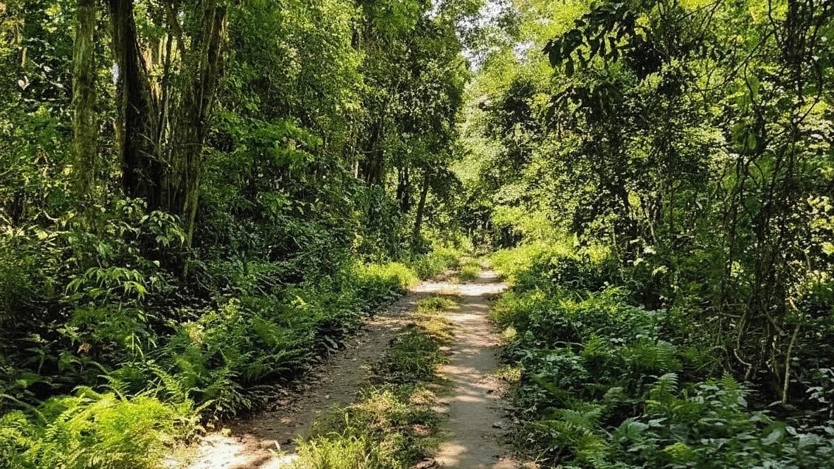 অসমৰ সংৰক্ষিত বনাঞ্চলৰ বেদখল সন্দৰ্ভত গুৱাহাটী উচ্চ ন্যায়ালয়ৰ কঠোৰ নিৰ্দেশ, কাৰ্যপন্থা বিচাৰ