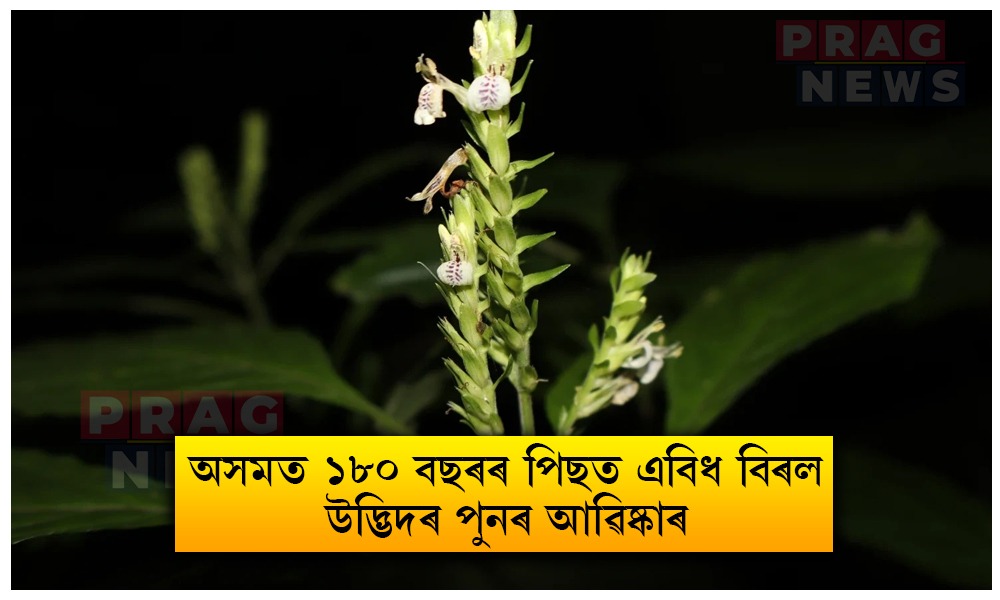 অসমত ১৮০ বছৰৰ পিছত হেৰুৱা বিৰল উদ্ভিদৰ পুনৰ আৱিষ্কাৰ