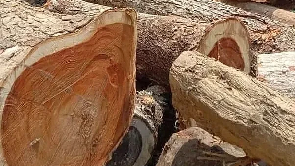 নলবাৰী বন বিভাগৰ অভিযান: ডকোহাত ৭টা অবৈধ কাঠফলা কল উচ্ছেদ