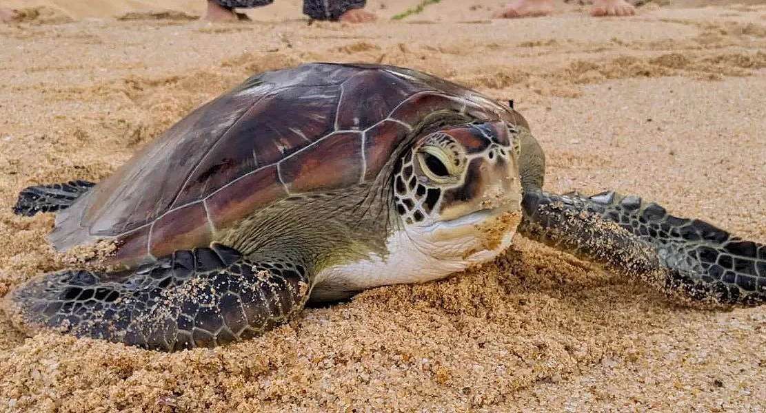 Hajo's Pranab Malakar Dedicates 19 Years to Turtle Conservation in Assam