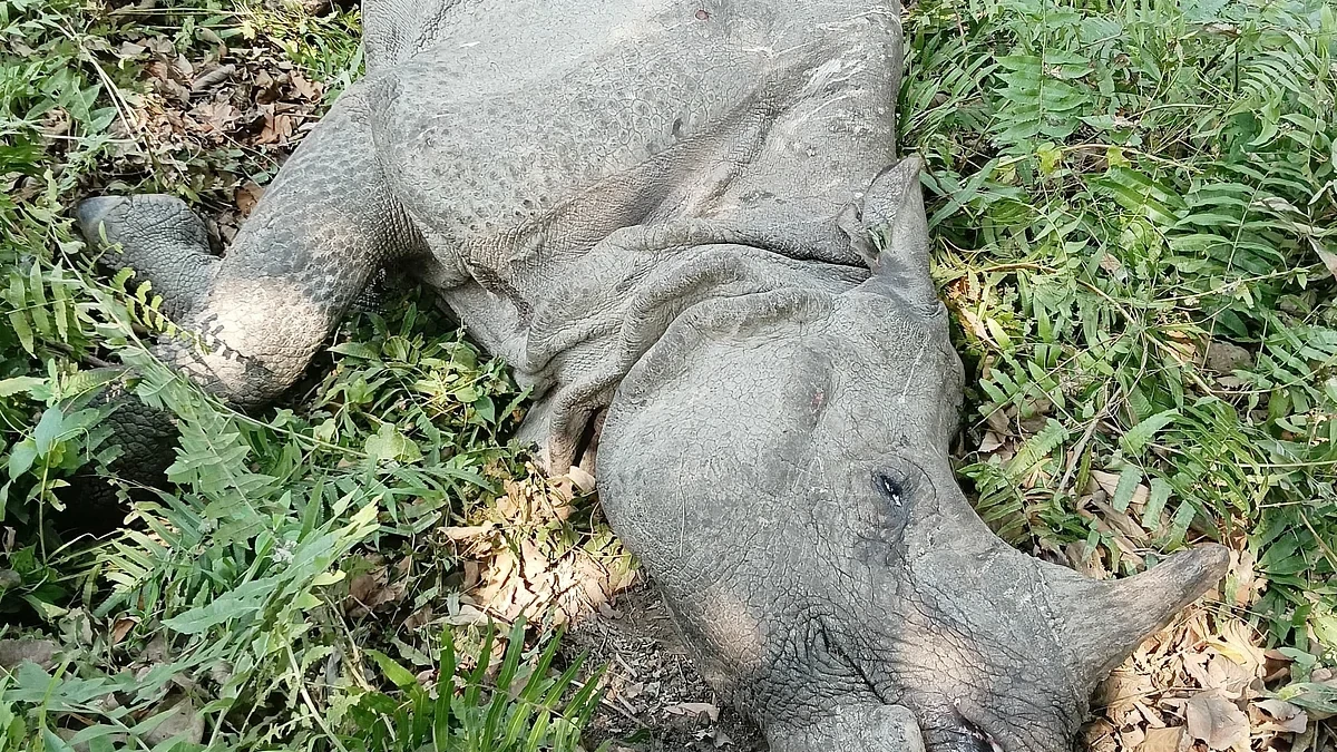 One-Horned Rhino Carcass Recovered Near Orang National Park, Old Age Suspected