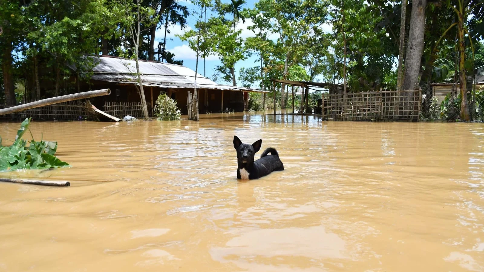 Assam's Annual Deluge: Gravity, Geography, and Growing Urban Challenges