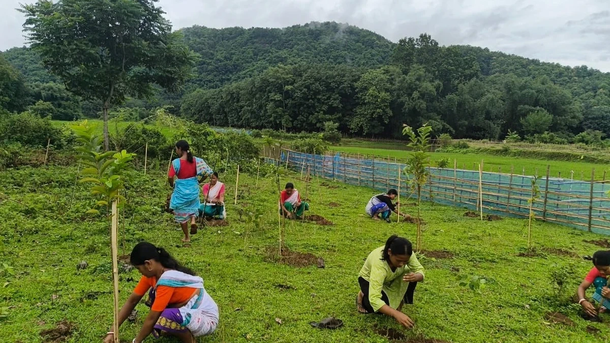 বঙাইগাঁৱত সোণালী বান্দৰৰ বাসস্থান পুনৰুদ্ধাৰৰ বাবে ৫০০ৰো অধিক পুলি ৰোপণ