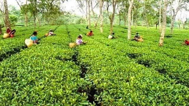 জুনত অসমৰ চাহ উৎপাদন ১৪.০২ মিলিয়ন কিঃগ্ৰাঃ বৃদ্ধি, ক্ষুদ্ৰ চাহ খেতিয়কৰ উল্লেখনীয় অৱদান