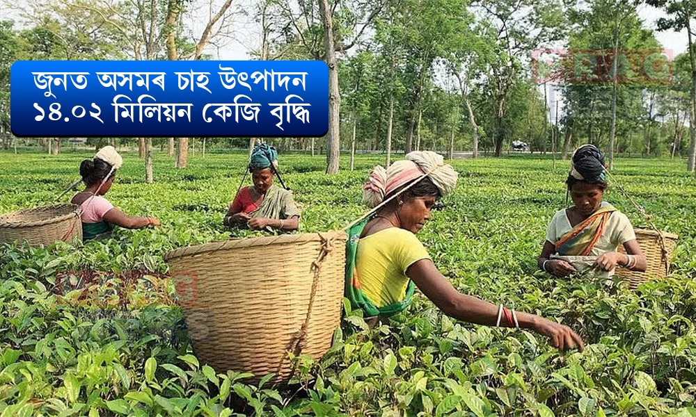 ক্ষুদ্ৰ চাহ খেতিয়কৰ উল্লেখনীয় অৱদান; জুনত অসমৰ চাহ উৎপাদন ১৪.০২ মিলিয়ন কেজি বৃদ্ধি