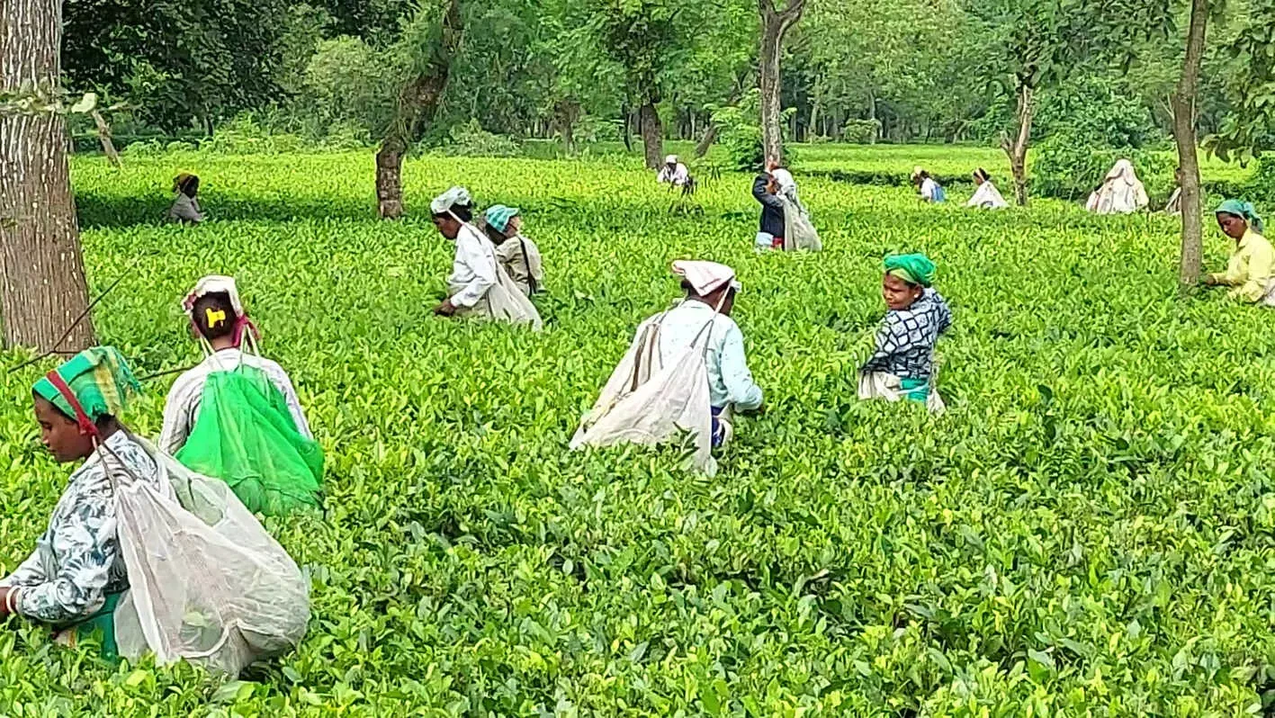 এণ্ড্ৰিউ য়ুল চাহ শ্ৰমিকৰ বকেয়া প্ৰাপ্য বিচাৰি পুনৰ আন্দোলনৰ হুংকাৰ