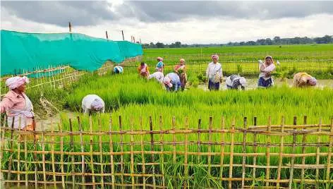 Former ULFA Cadres Spearhead Paddy Seedling Drive for Flood-Hit Farmers in Upper Assam