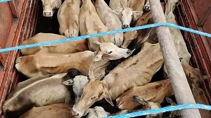 নগাঁৱত অবৈধ পশুধন কটা গৃহ উৎখাত, ২৮৫ কেজি সন্দেহযুক্ত গো-মাংস জব্দ; এজন গ্ৰেপ্তাৰ