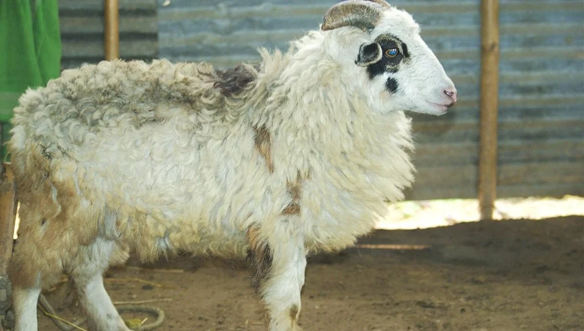 Assam's Indigenous 'Asomi' Sheep Achieves National Recognition