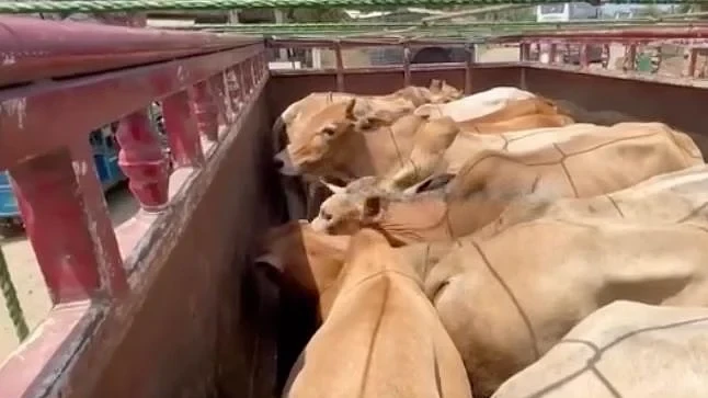 Cattle Theft Continues to Plague Nalbari, Fresh Incident Reported in Ghagrapar