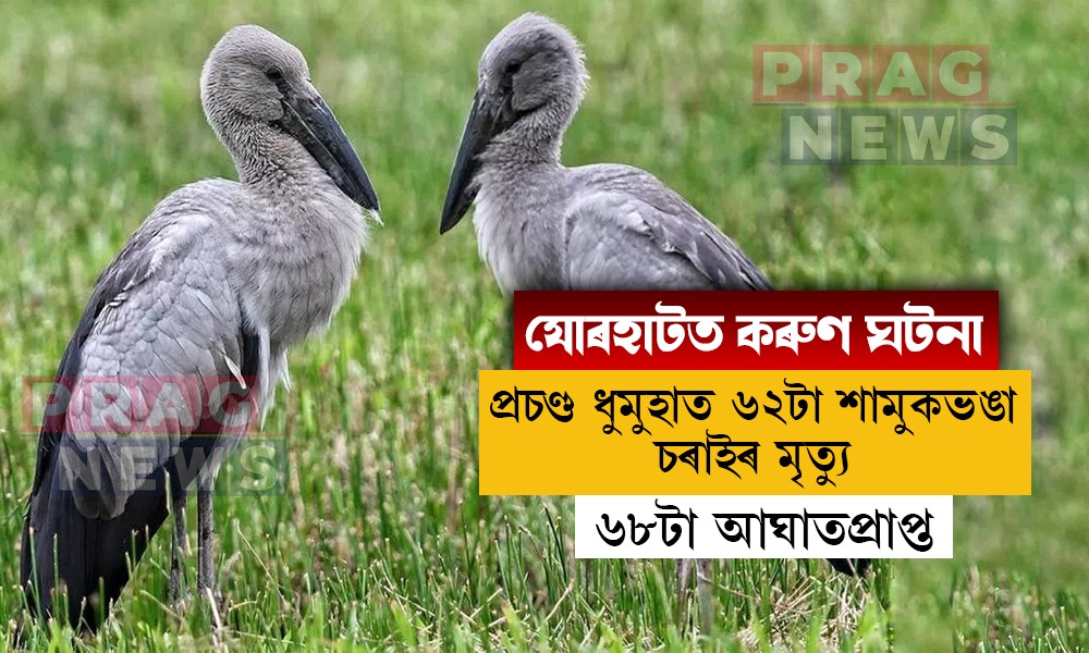 যোৰহাটত প্ৰকৃতিৰ কালৰূপ! প্ৰচণ্ড ধুমুহাত প্ৰাণ গ’ল ৬২টা শামুকভঙা চৰাইৰ, আঘাতপ্ৰাপ্ত ৬৮টা