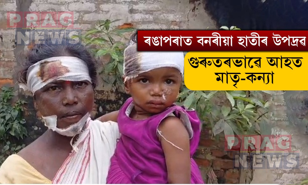 ৰঙাপৰাত বনৰীয়া হাতীৰ উপদ্ৰৱ; কথমপি প্ৰাণ ৰক্ষা মাতৃ-কন্যাৰ