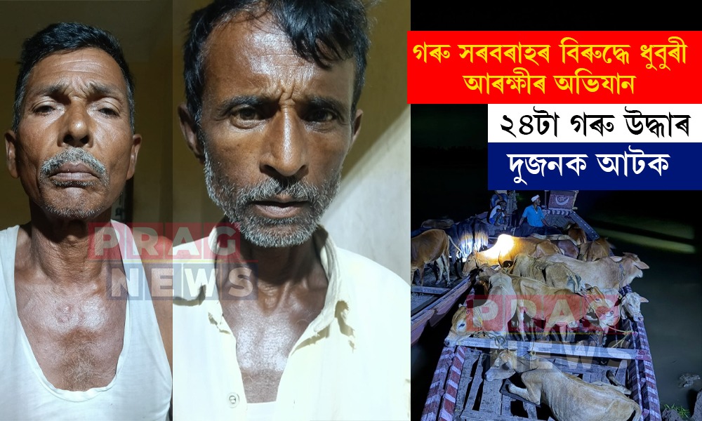 ধুবুৰী আৰক্ষীৰ সফল অভিযান; ২৪টা গৰু উদ্ধাৰ, দুজনক আটক