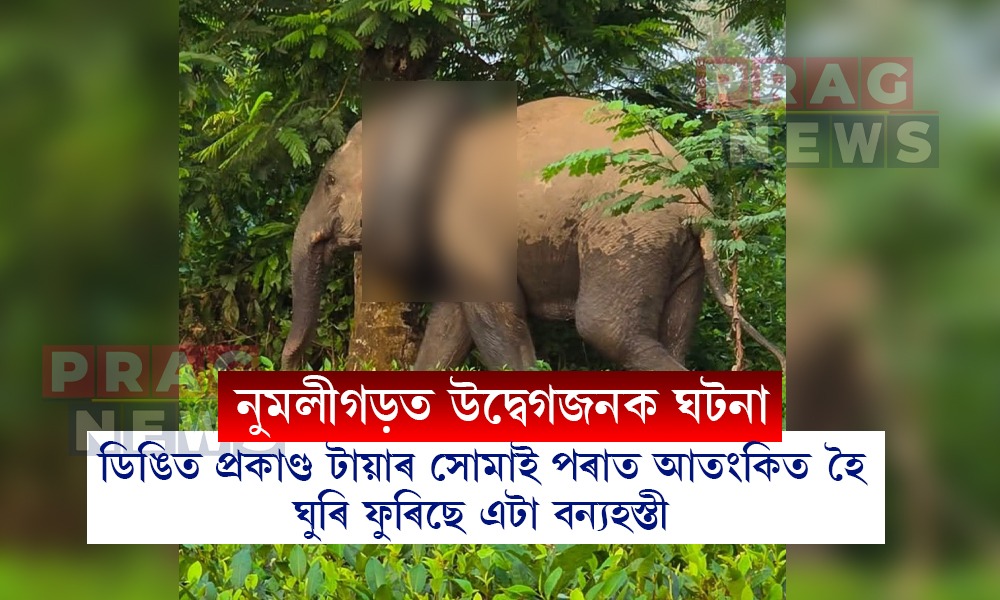 নুমলীগড়ত ডিঙিত প্ৰকাণ্ড টায়াৰ সোমাই পৰাত আতংকিত হৈ ঘুৰি ফুৰিছে এটা বন্যহস্তী