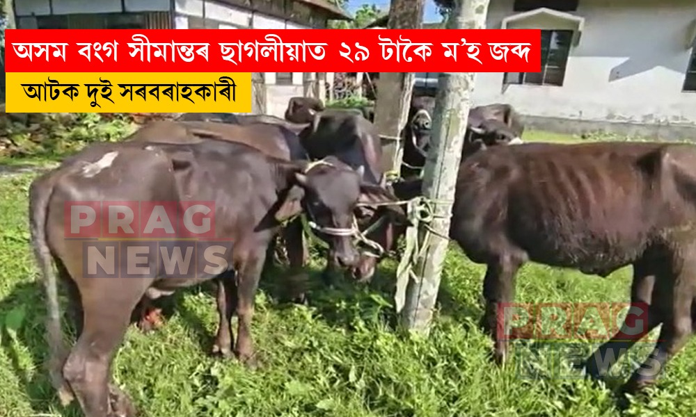 ছাগলীয়া আৰক্ষীৰ তালাচীত জব্দ ২৯ টাকৈ ম’হ; দুই সৰবৰাহকাৰী ৰাকিবুল ইছলাম, সাহিদুল ইছলামক আটক
