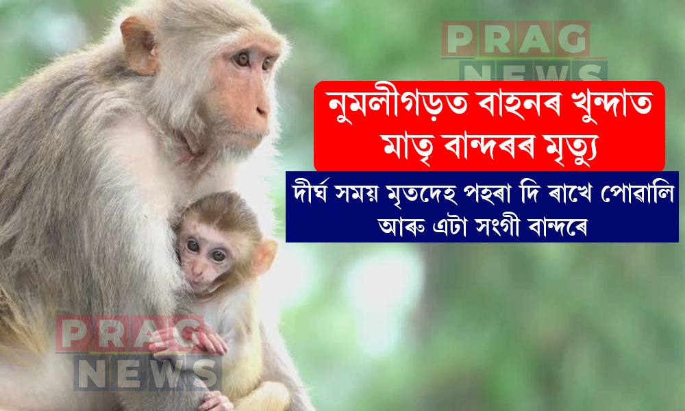 নুমলীগড়ত হৃদয়বিদাৰক দৃশ্য; বাহনৰ খুন্দাত বান্দৰৰ মৃত্যু, দীৰ্ঘ সময় মৃতদেহ পহৰা দি ৰাখে পোৱালি আৰু এটা সংগী বান্দৰে