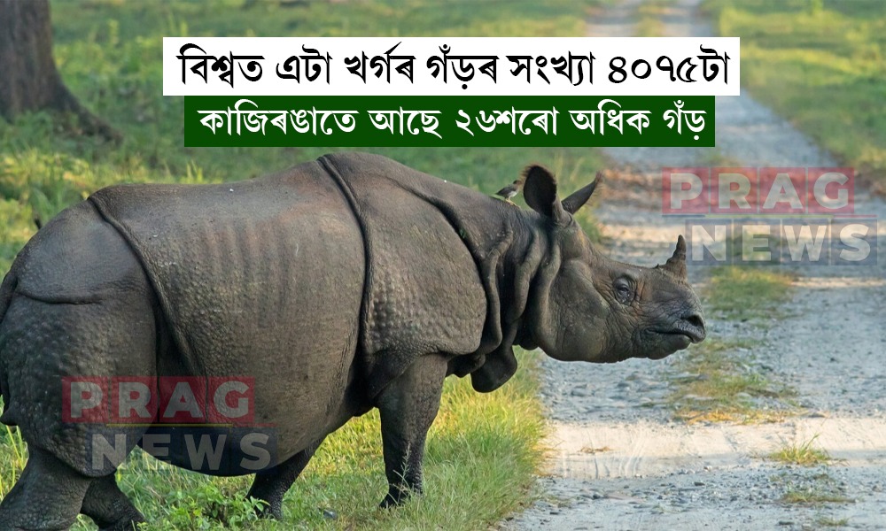 বিশ্বত এক খর্গযুক্ত গঁড়ৰ সংখ্যা ৪০৭৫টা; কাজিৰঙাতে আছে ২৬শৰো অধিক গঁড়