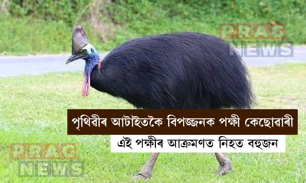 পৃথিৱীৰ আটাইতকৈ বিপজ্জনক পক্ষী কেছোৱাৰী! কি বিশেষত্ব আছে পক্ষীবিধৰ?