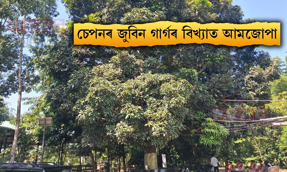 চেপনৰ জুবিন গাৰ্গৰ বিখ্যাত আমজোপা; গছজোপাৰ তলত বহি জুবিনে লিখিছিল কবিতা, গীত আৰু পাতিছিল কথা