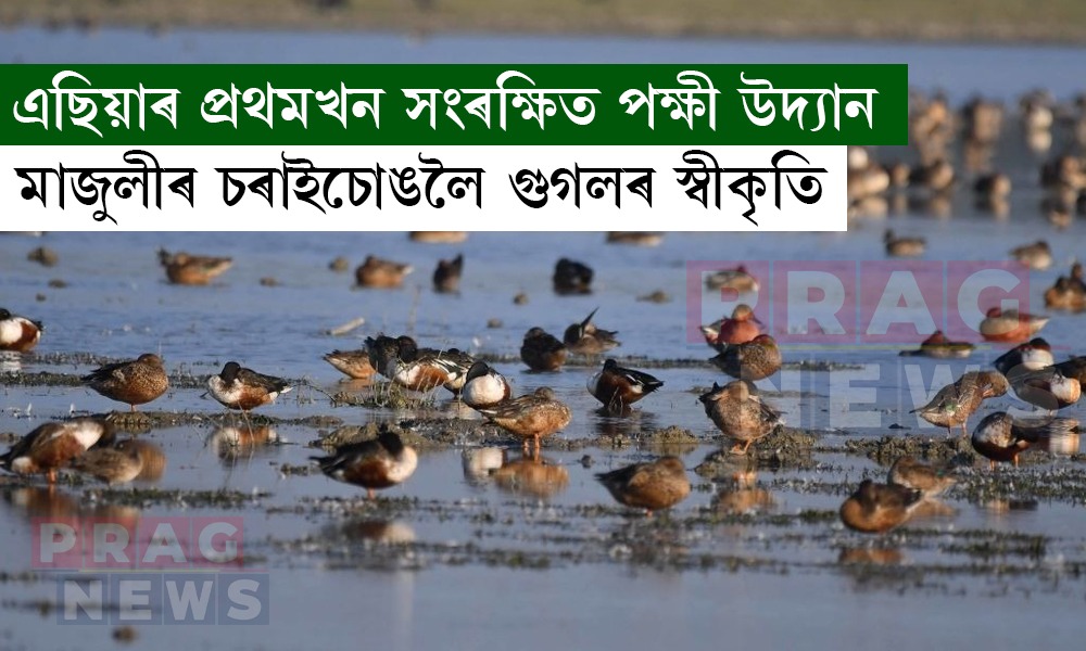 মাজুলীৰ চৰাইচোঙক এছিয়াৰ প্ৰথমখন সংৰক্ষিত পক্ষী উদ্যানৰূপে স্বীকৃতি গুগলৰ