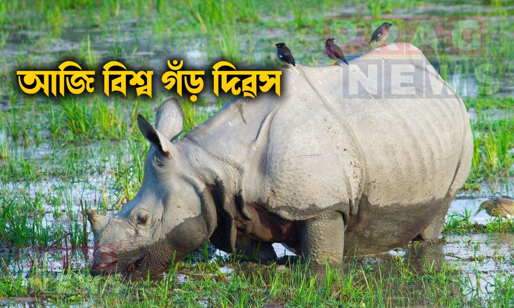 আজি বিশ্ব গঁড় দিৱস; সুৰক্ষা আৰু সচেতনতাই ৰক্ষা কৰিব পাৰে এই অমূল্য সম্পদ