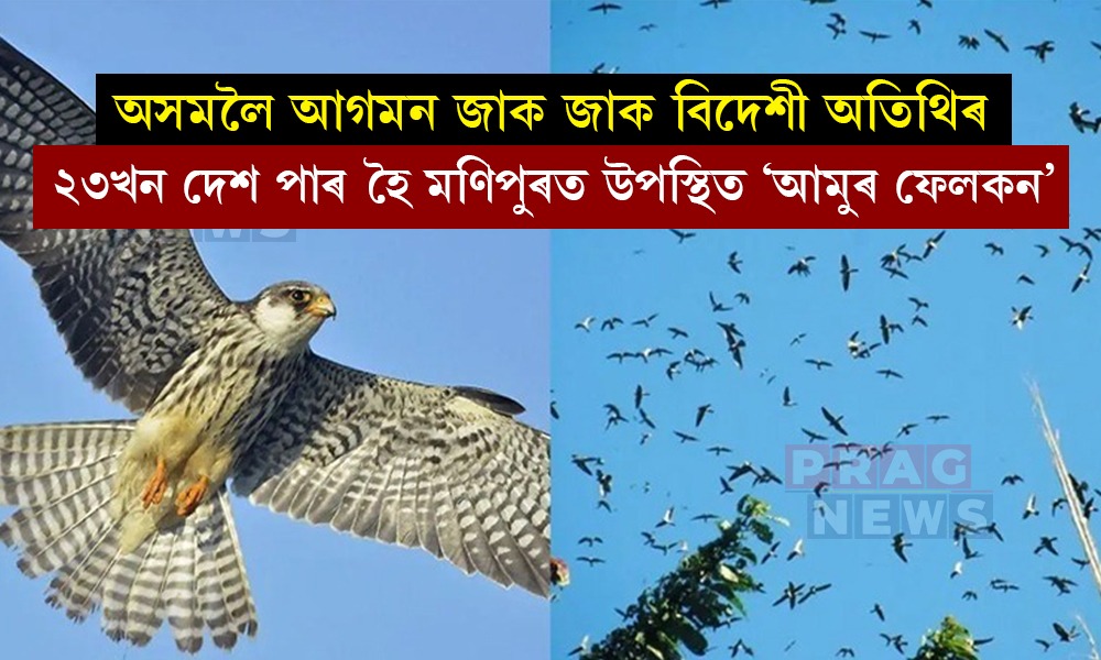 হাজাৰ হাজাৰ কিল’মিটাৰ আকাশী পথ অতিক্ৰমি অসমলৈ আগমন পৰিভ্ৰমী চৰাইৰ