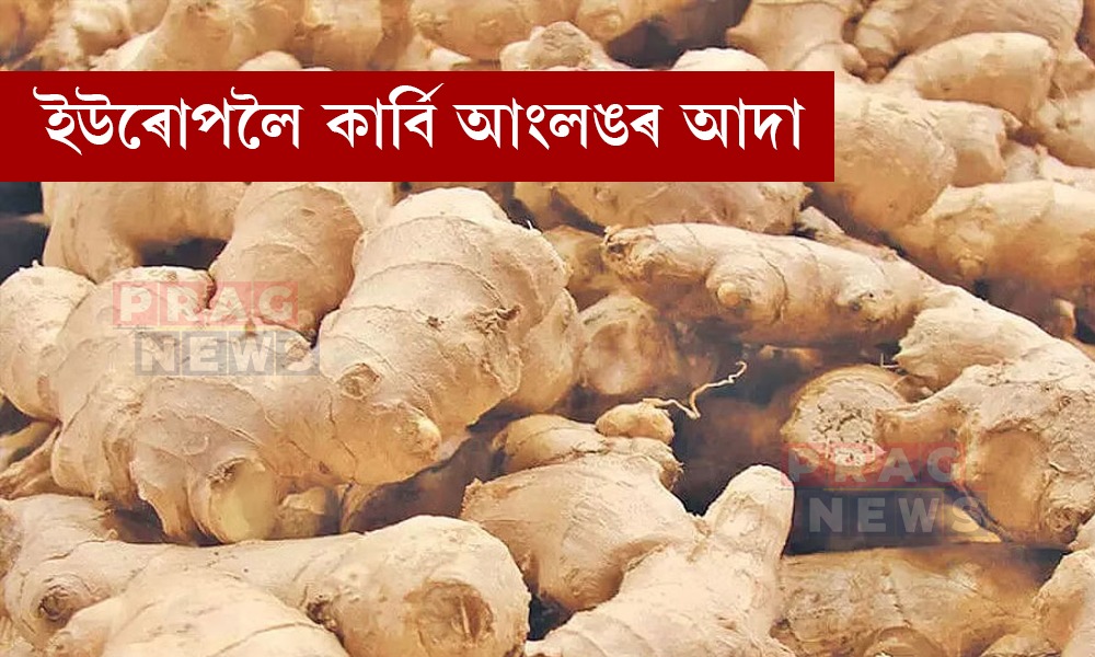ইউৰোপীয় বজাৰলৈ কাৰ্বি আংলঙৰ জৈৱিক আদা; শ্লোভেনিয়াই মুকলি কৰিলে ৰপ্তানিৰ নতুন সম্ভাৱনা