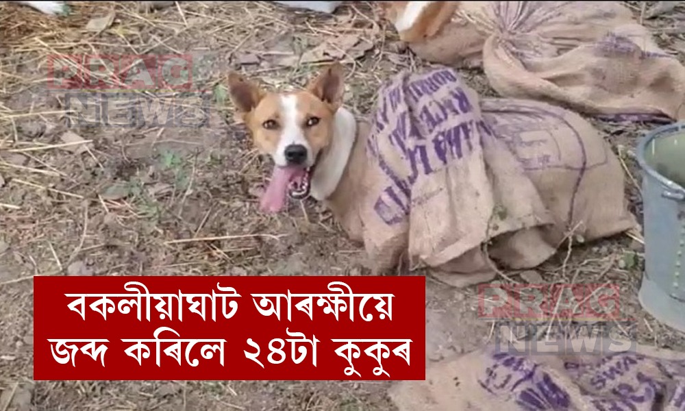 ২৪টা কুকুৰ জব্দ বকলীয়াঘাট আৰক্ষীৰ; এজন যুৱকক আটক