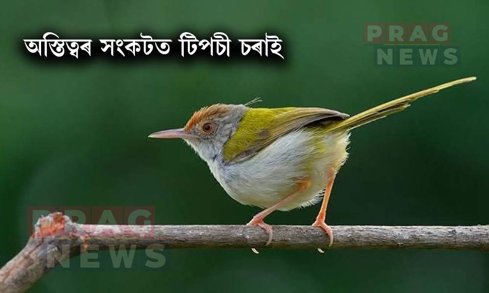 অস্তিত্বৰ সংকটত লক্ষ্মীনাথ বেজবৰুৱাৰ সাধুকথাৰ নায়ক টিপচী চৰাই