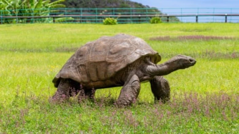 Jonathan,the oldest tortoise ever documented all prepared to celebrate its 190th birthday