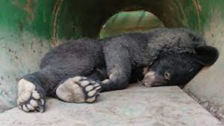 Two black bears are rescued by wildlife officials in Kashmir's Pulwama