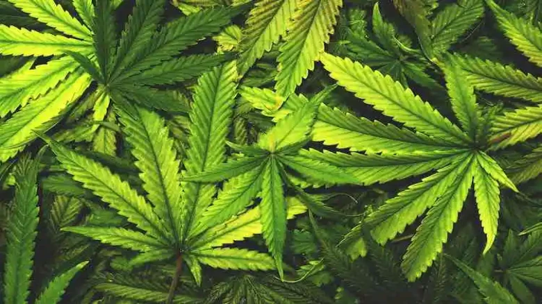 In a major bust, 40 Kg of Cannabis Seized From Guwahati’s Hatigaon area