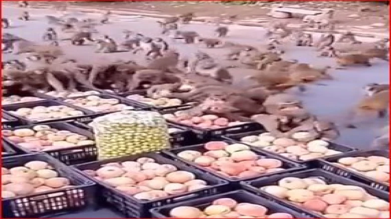 Viral video: Notorious monkeys steal apples from roadside stall, netizens refer to as a 'monkey heist'