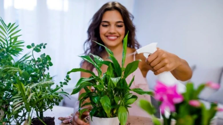 Vastu Plants For Home: 4 Best Indoor Plants For A Positive And Energetic Environment