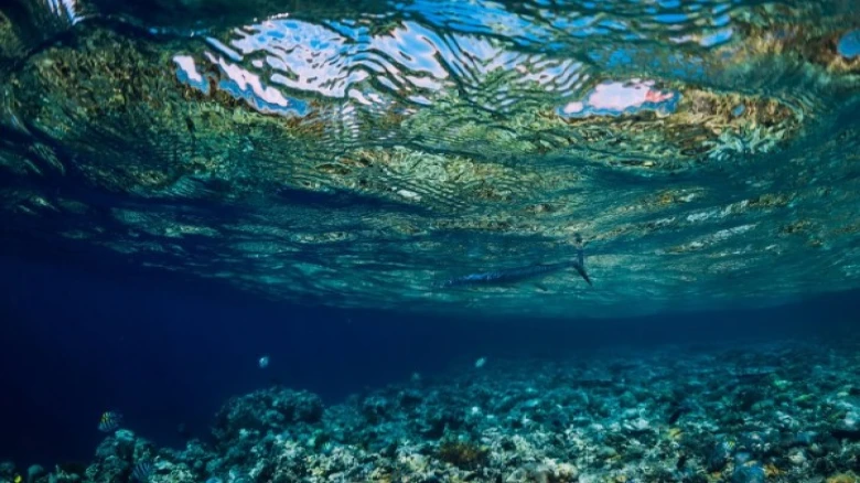 Australia's environment minister denies coal mine permission near the Great Barrier Reef