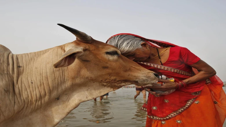 Animal Welfare Board of India withdraws appeal to celebrate February 14 as ‘Cow Hug Day’