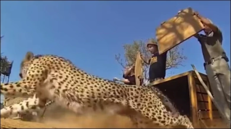 Check out the video posted by an IFS officer of animals being released into the wild