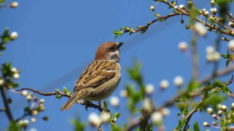 World Sparrow Day 2023: Theme, history and significance