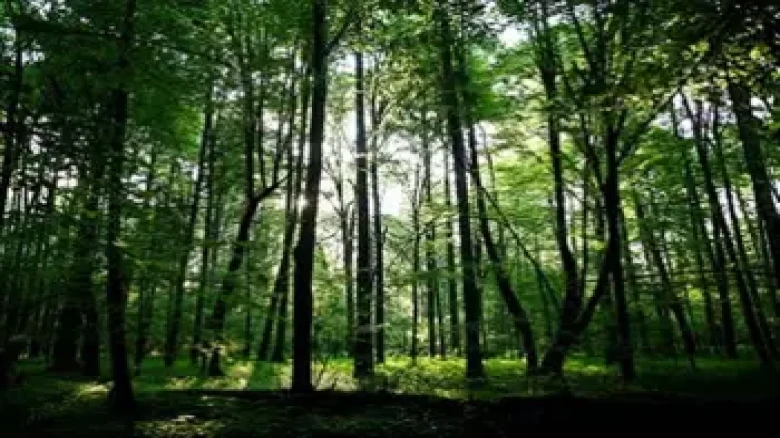 International Day of Forests 2023: Significance, theme, history