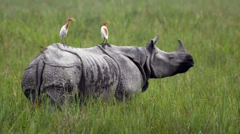 Assam: 3 nabbed in connection with Rhino Horn smuggling in Nagaon
