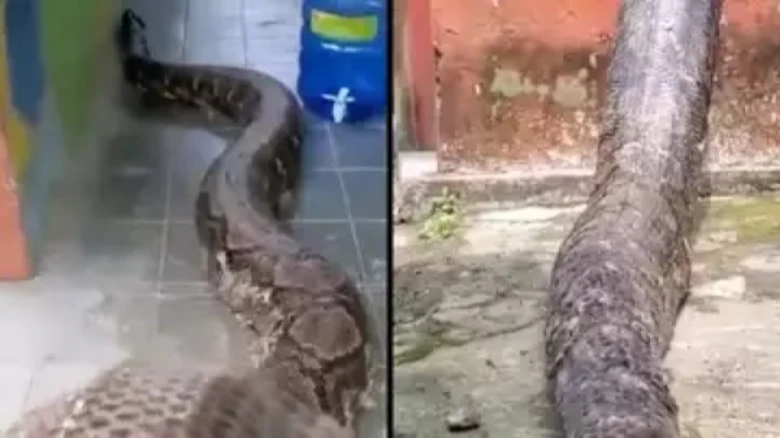 Warning to viewers!! Viral video shows world's longest snake slithering outside a house