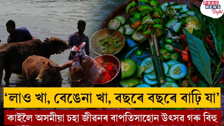 কাইলৈ অসমীয়া চহা জীৱনৰ বাপতিসাহোন উৎসৱ গৰু বিহু