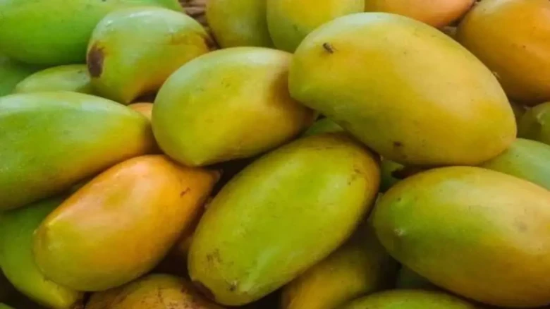 Word's Most Costliest Mangoes for sale at Rs 19,000 each in Japan: This is how Hiroyuki Nakagawa grows it